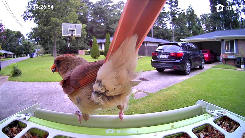 Customer photo for "Less Mess, Fewer Squirrels, and More Birds!"