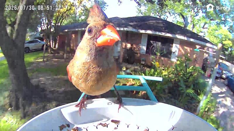 Customer photo for "Nice little feeder"