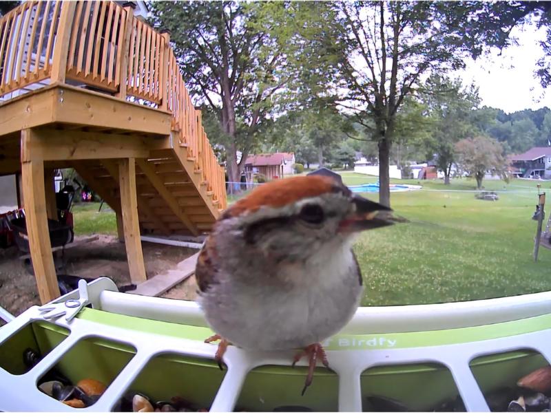 Customer photo for "Great feeder to add to any collection!"
