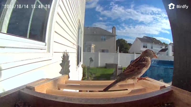 Sparrow at my feeder!