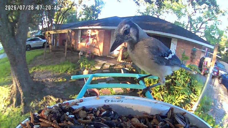 Customer photo for "Nice little feeder"