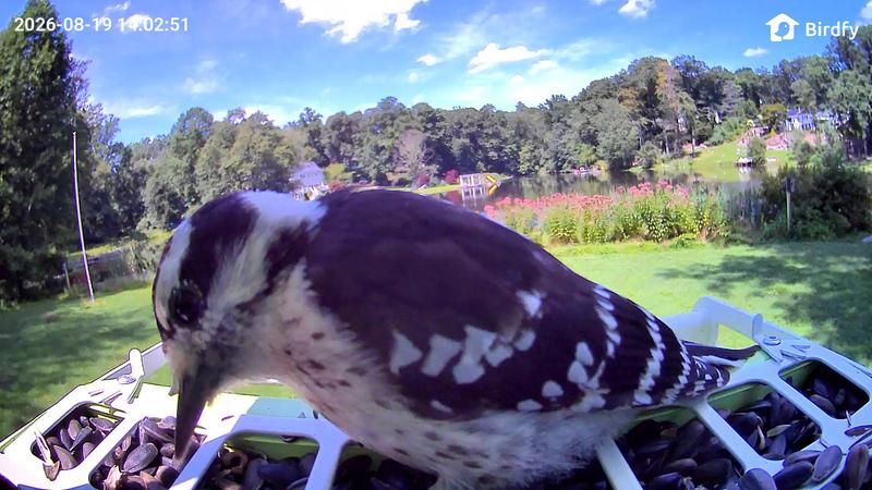 Customer photo for "Great camera feeder with large capacity"