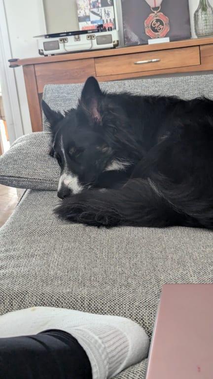 A freshly bathed dog enjoying a nice clean couch