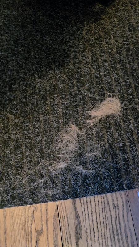 Pushed all this hair off the wood floor instead of vacuuming it up