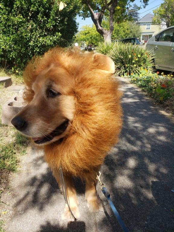 Pasha the Golden Retriever dressed as a Lion King