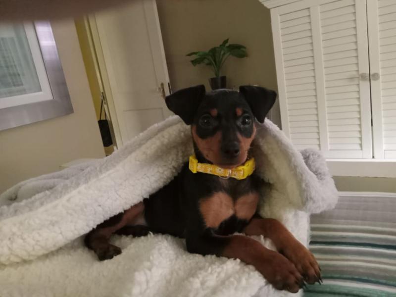 I'm Murphy and I'm thankful my mom has a Crosswave!