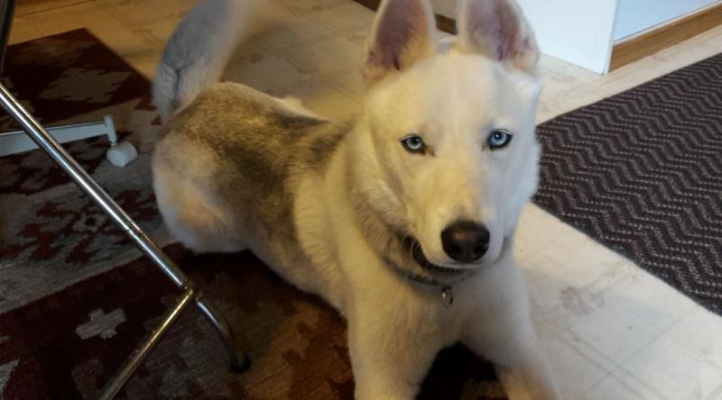 This is my dog Buck who I adopted