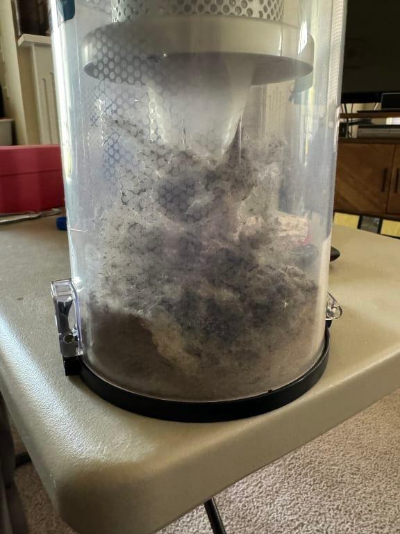 This came out if my carpet...gross!