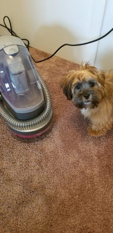 Our puppy is happy we got the Spotbot