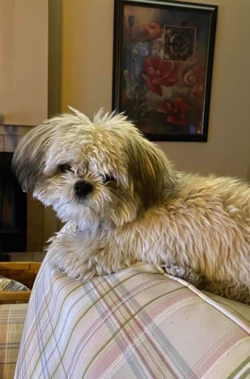 Princess Zoey keeps our Bissel busy!