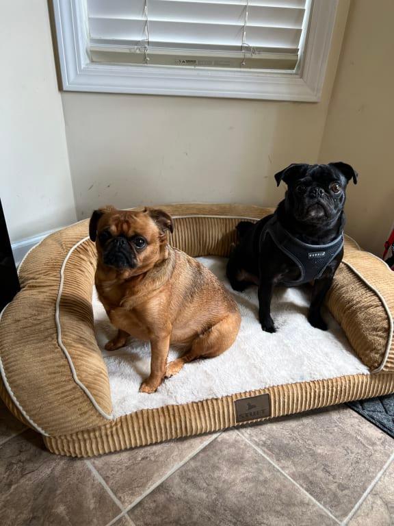 The furry culprits !