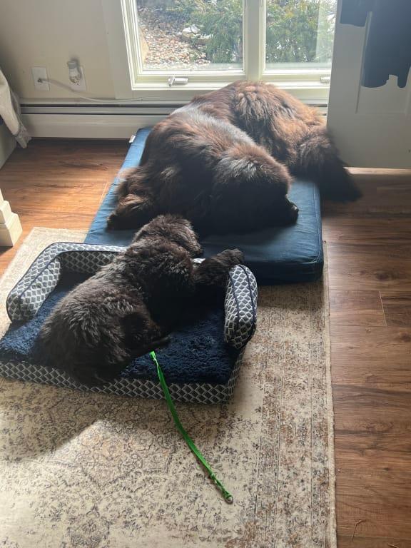 Kodiak and Murphy love the clean floors!