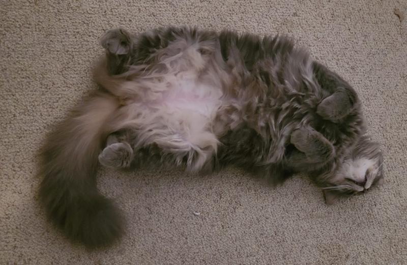 Katrina enjoying my clean carpet