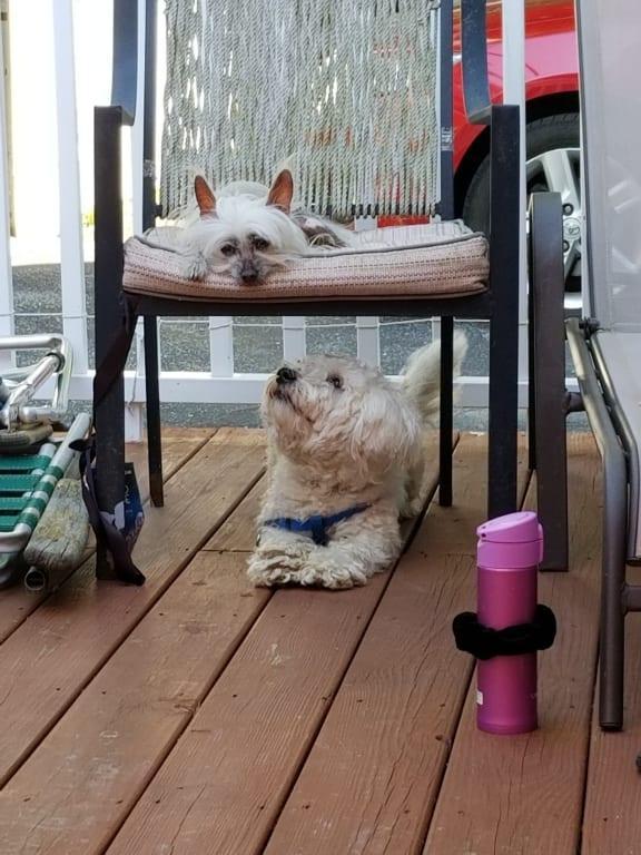 Our little mishap friends