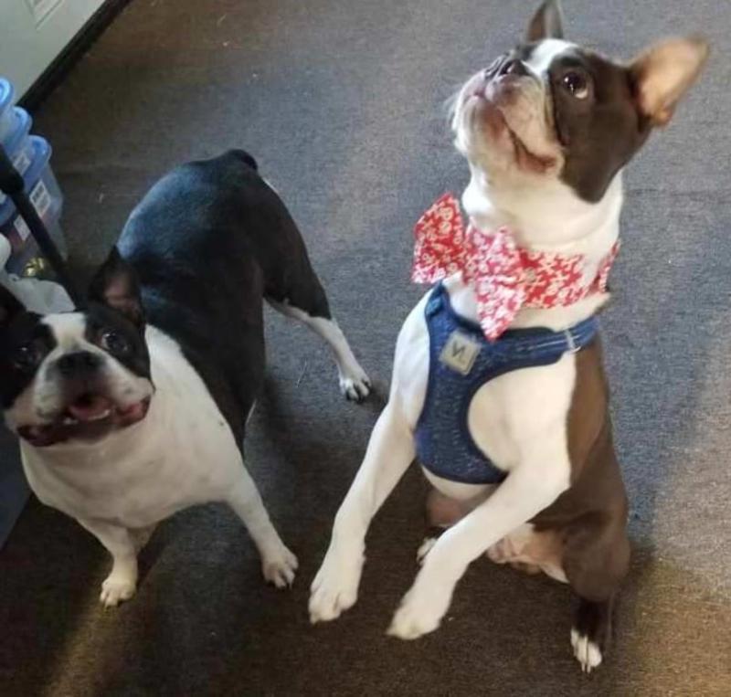 Arizona Zillie and DBE's Major Storm ⛈️