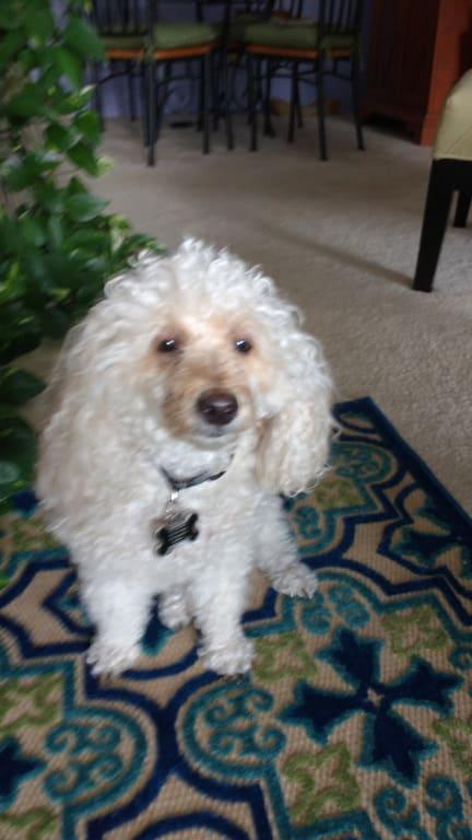 Sometimes I can't hold it, thank you Bissell stain destroyer for helping my mom.