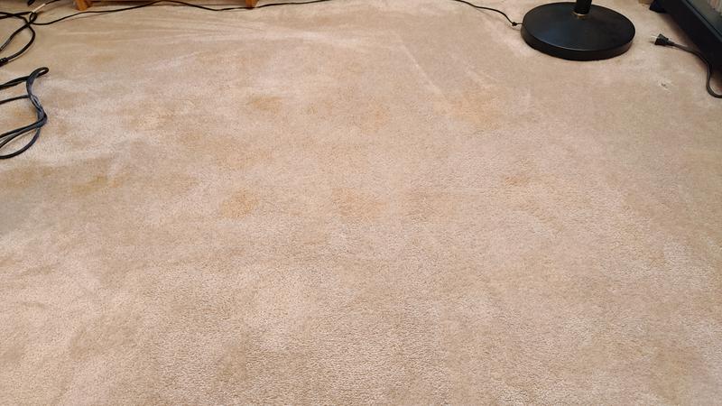 Results after cleaning a beige carpet. Prior to cleaning, there were extensive, deep discolorations. Some spots are still visible but much less than before.