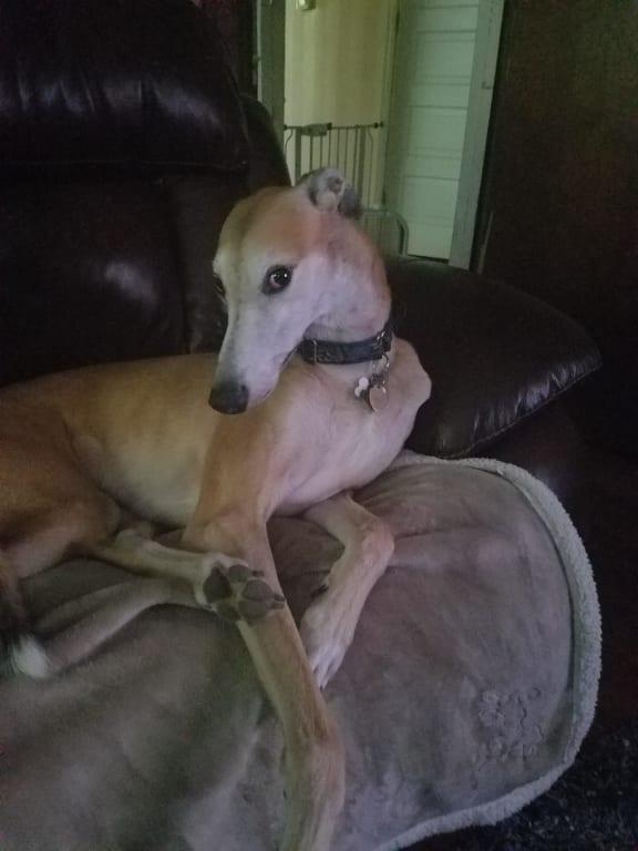 When Echo Star makes a mess it is easy to clean up with Bissel pet pridycts