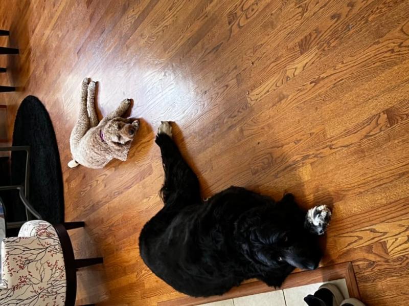 2 of the 3 relaxing on clean floors
