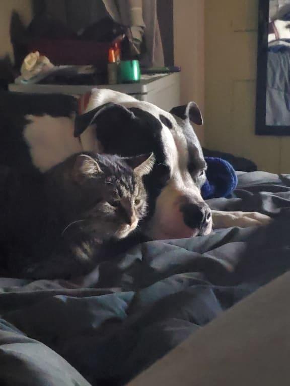 Parker and Tiggy, two of the fur contributors!