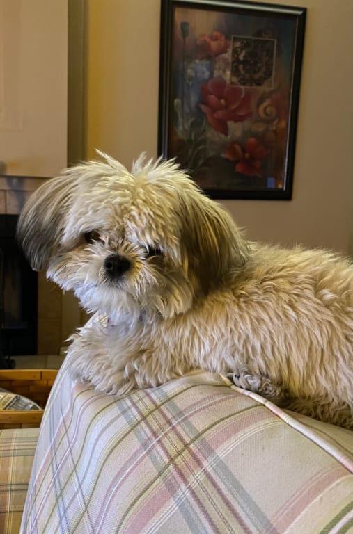 Zoey keeps me busy with our bissel