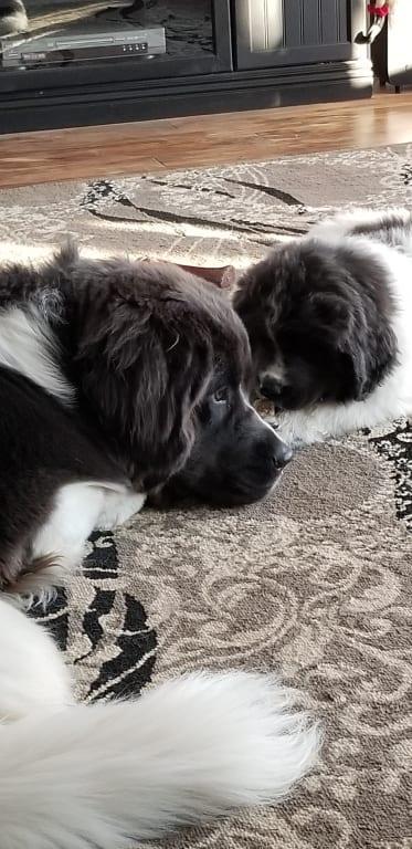 Zoey and Ziggy hanging out