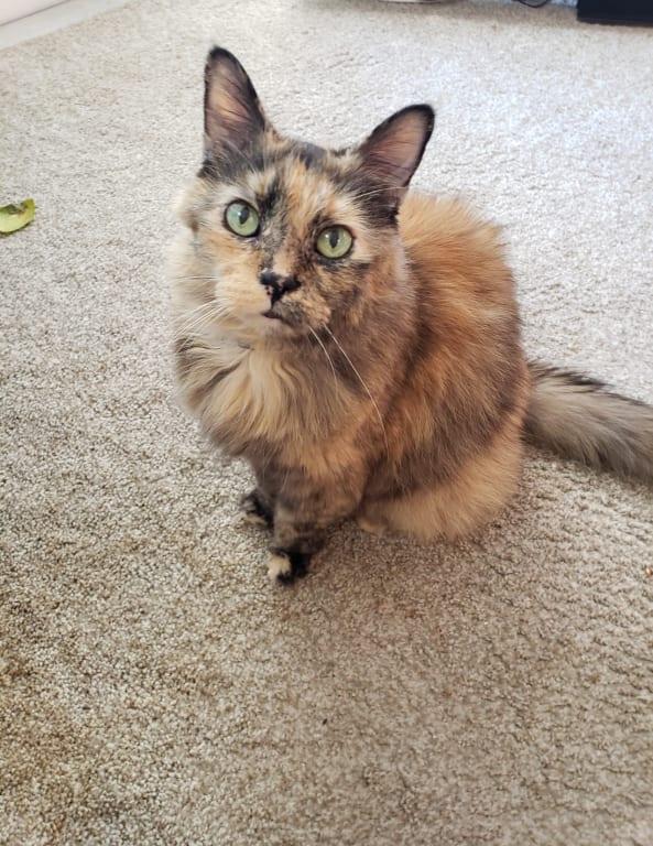 Bissell Pet Stain and Odor cleaning formula meets Miss Iris' tough criteria.