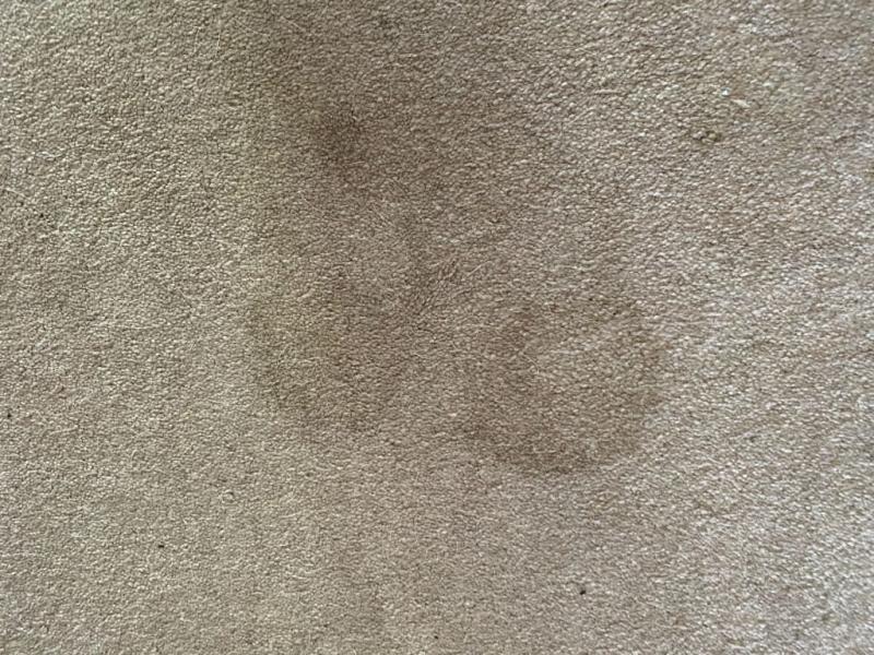 Old pet stains. They came right out!