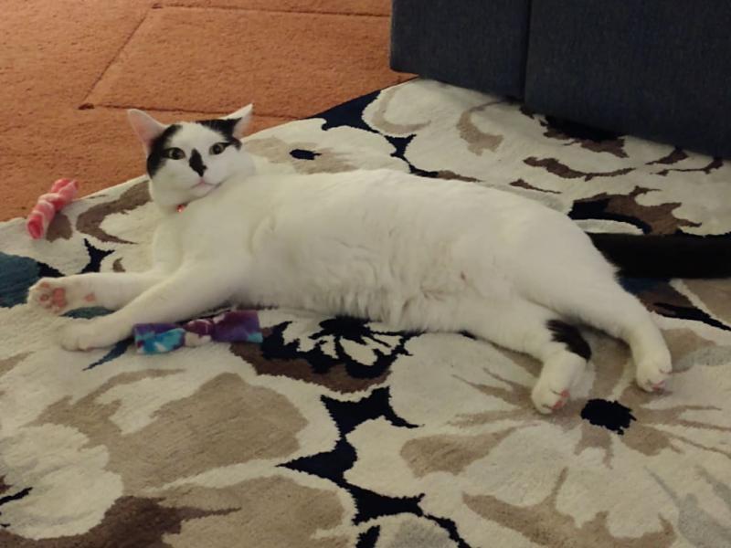 I leave white hair all over.