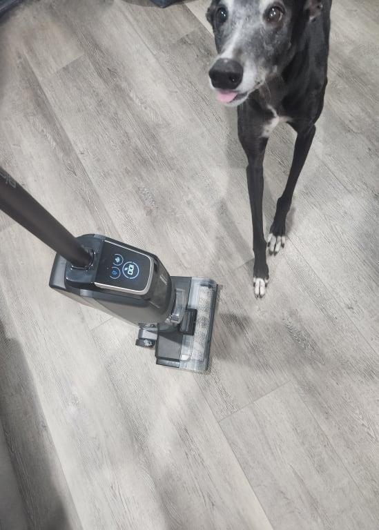 This sweet girl is why we really need this wet-dry vac!