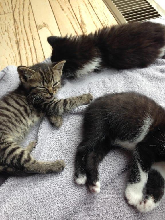 Believe me, my Bissell stepped up to the plate and met the cat challenge.