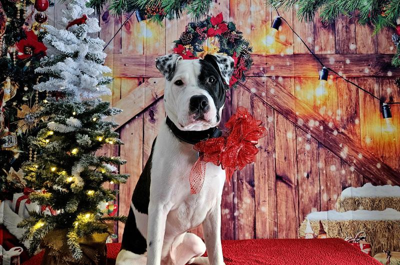 We rescued him first or second in a Walmart parking lot