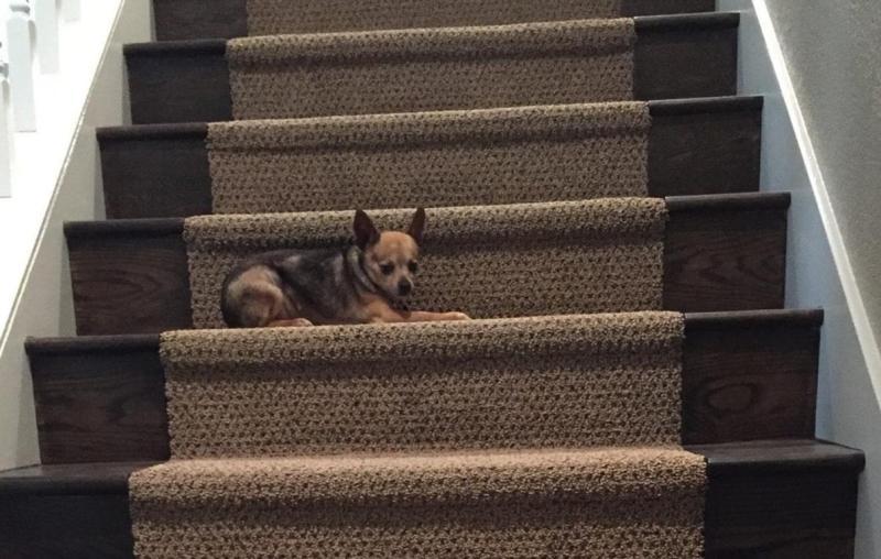 Ernie says thank you for saving his tail!