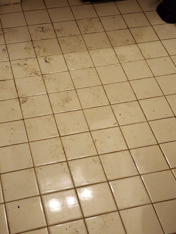 Before bissel crosswave. muddy pawss