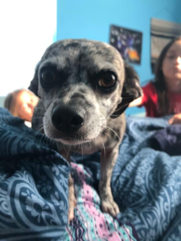 Ruby knows Bissell is the Best!!