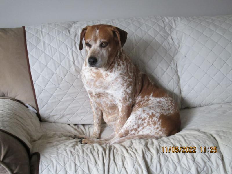 This is Rosey Girl 9 1/2 years old