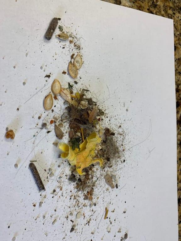 What I swept up after vacuum/steaming my house