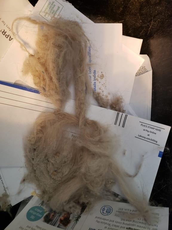 This is all the hair that was trapped