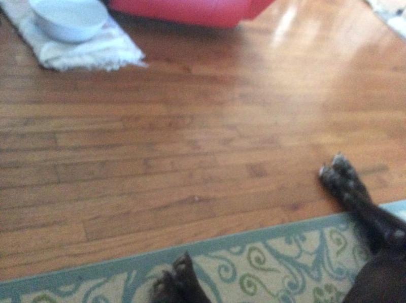 My shiny clean wood floor