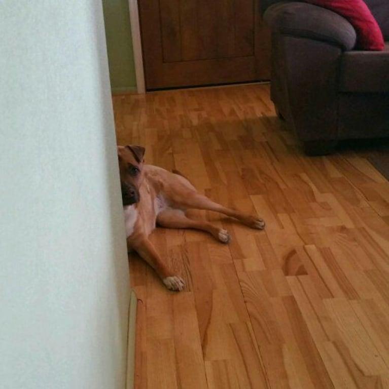 Maddy making sure I'm cleaning her floors