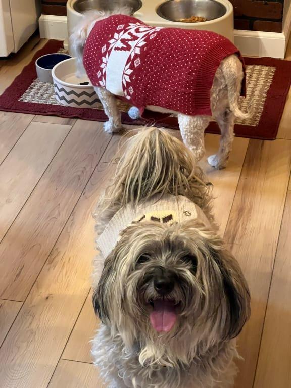 Photo - commentaire 1.