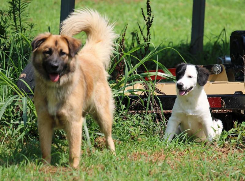 A pair of rescue dogs, long to short fur and lots of dust brought in