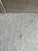 BISSELL MULTICLEAN SPOT 4720M