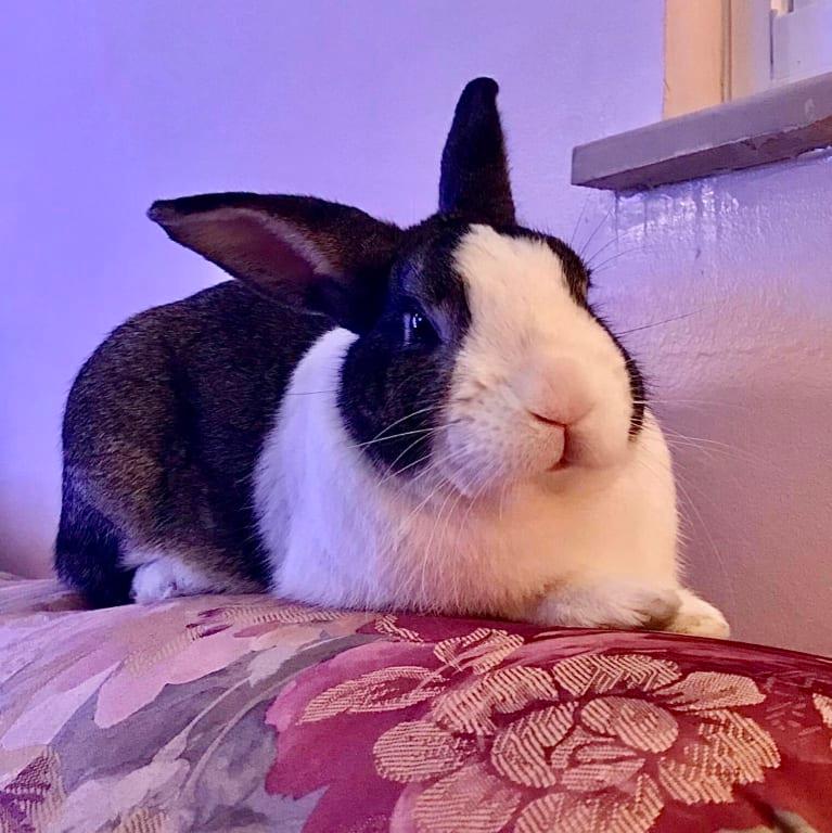 BISSELL® PowerLifter® Lithium Ion Cordless Hand Vacuum in Black/Teal Bed Bath and Beyond Canada