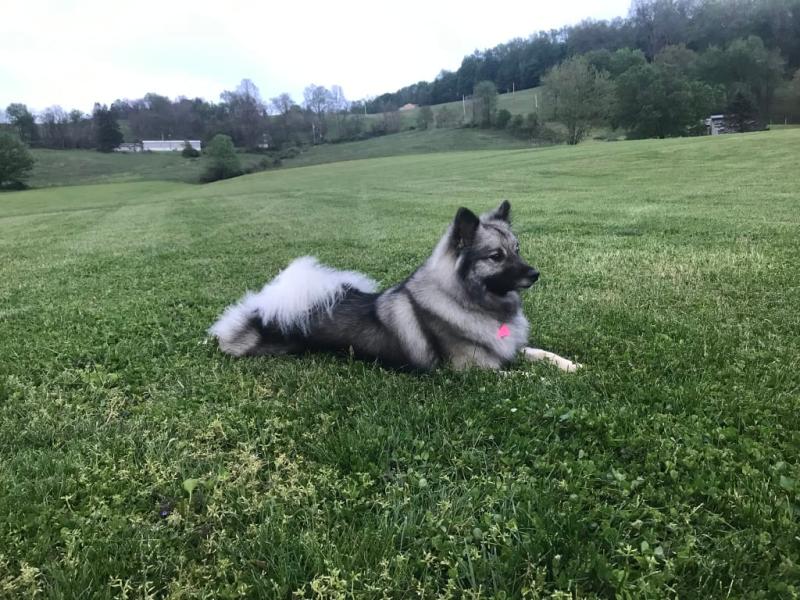 Bissell Pet Dematting Comb Petco