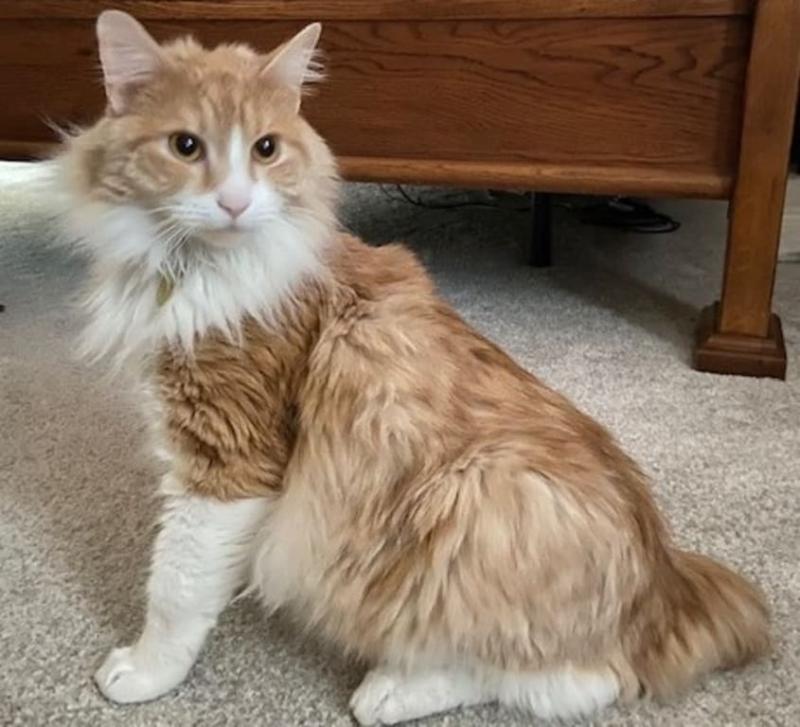 BISSELL® PowerLifter® Lithium Ion Cordless Hand Vacuum in Black/Teal