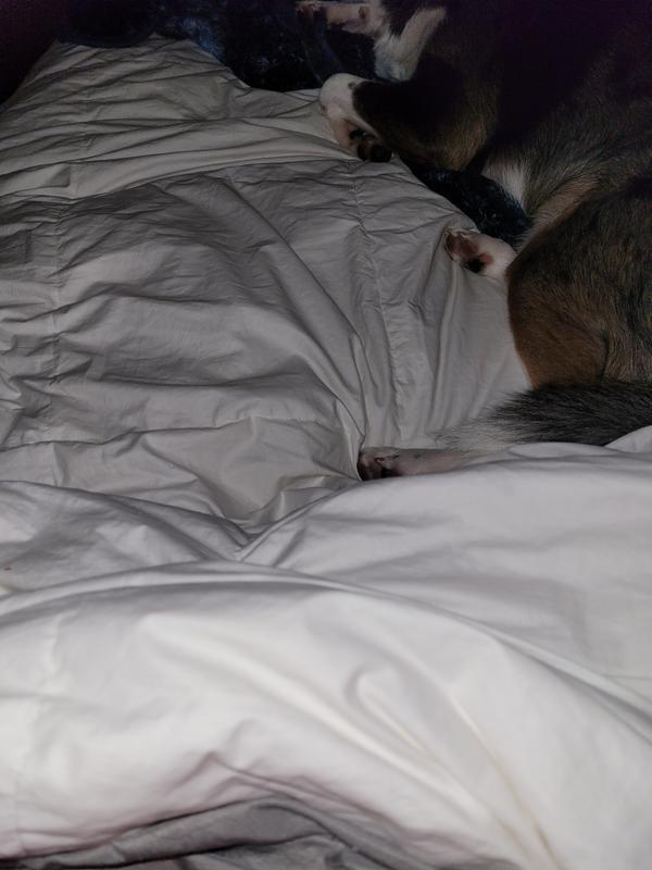 The perfect sleeping spot