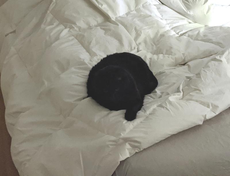 Pet Approved