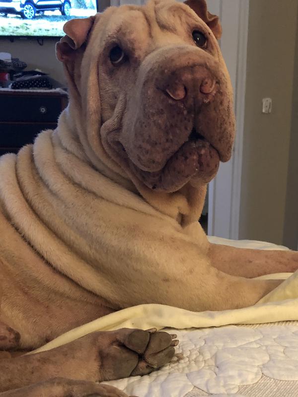 My very old Codylicious