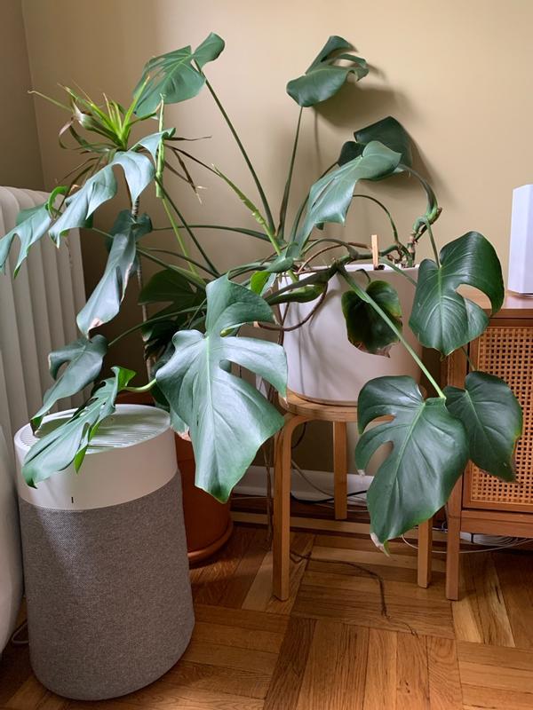 Photo - commentaire 8.